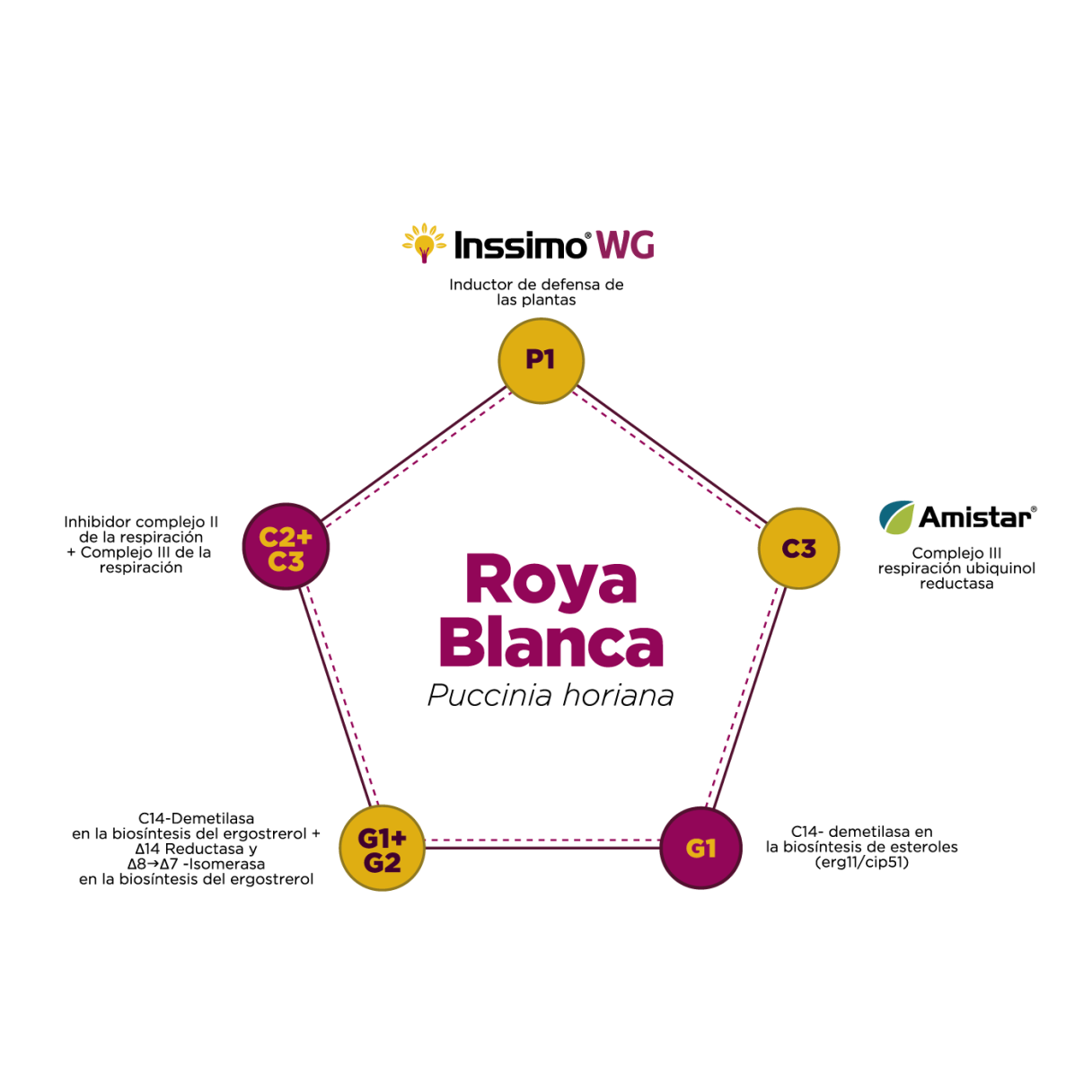 Roya Blanca INSSIMO